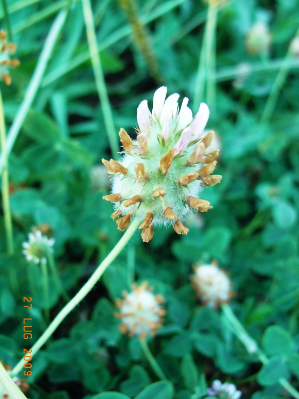 Trifolium fragiferum